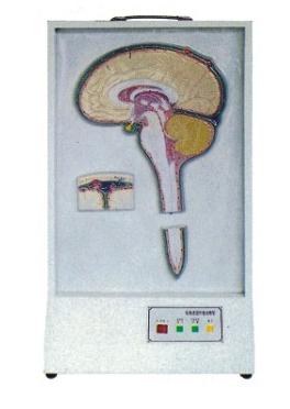 教学设备、解剖模型手动液压血液循环模拟仪后